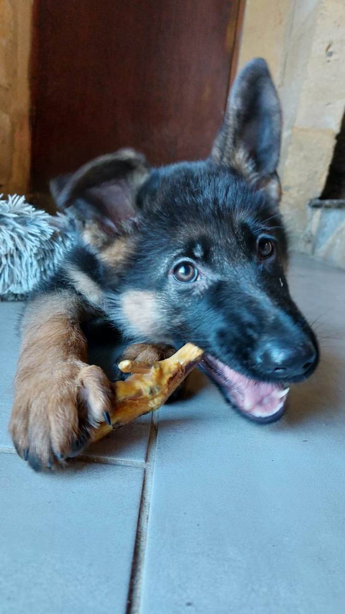 Berger allemand avec une patte de poulet