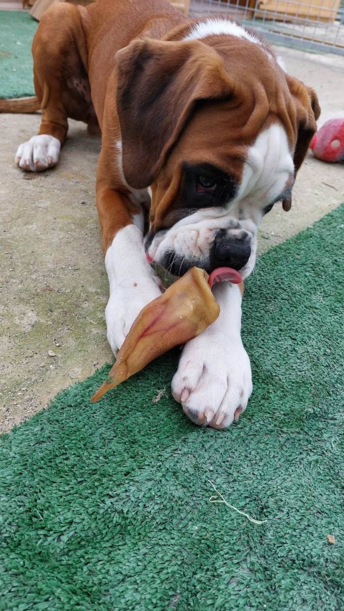 Jeune Boxer avec une oreille de Boeuf 