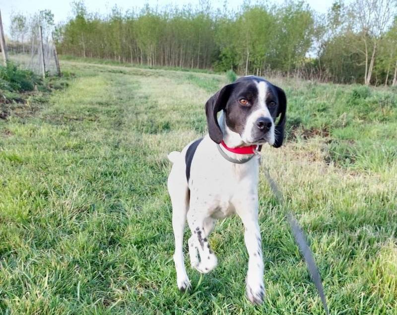 Pourquoi confier son chien à une pension canine professionnelle en Gironde ?