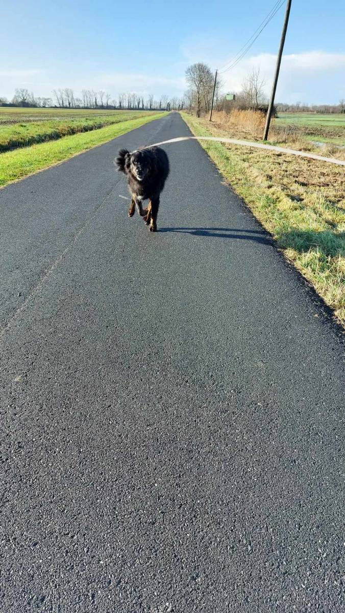 Promenade pendant un séjour a la pension canine