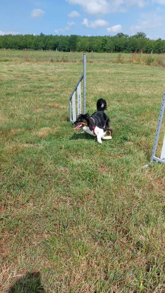Prendre un cours d'agility avec votre chien sur St André de Cubzac