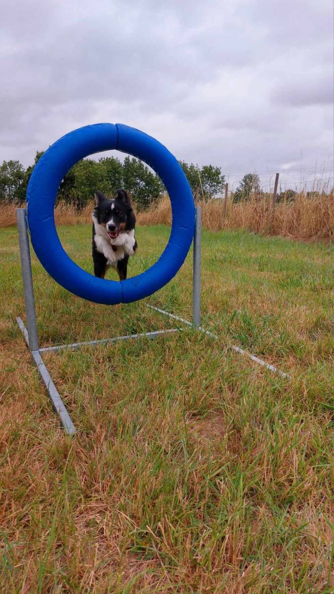 Agility avec un éducateur canin  