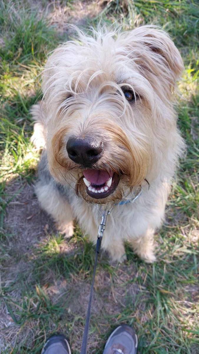 Brossage en pension canine