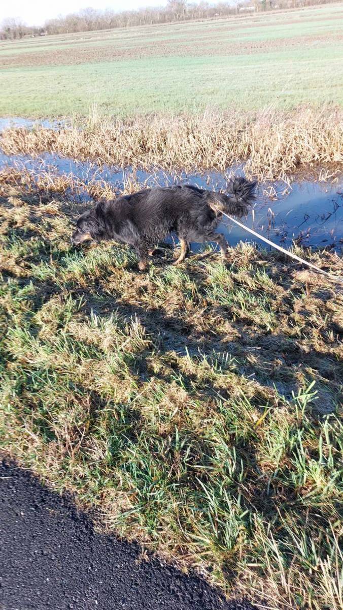 Promenade pendant un séjour a la pension canine