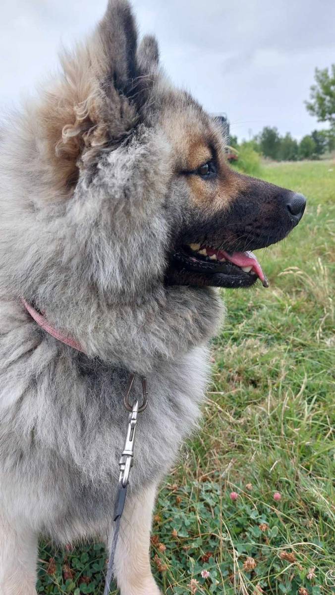 Brossage en pension canine