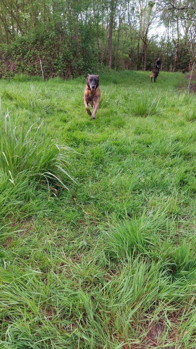 Le renforcement positif dans l'éducation canine