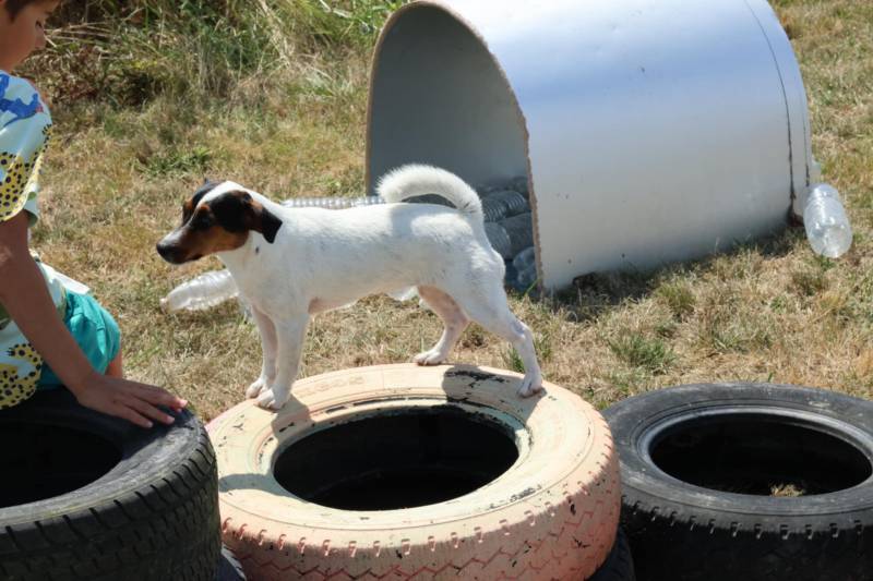 Parc d’activités unique pour chiens près de Bordeaux