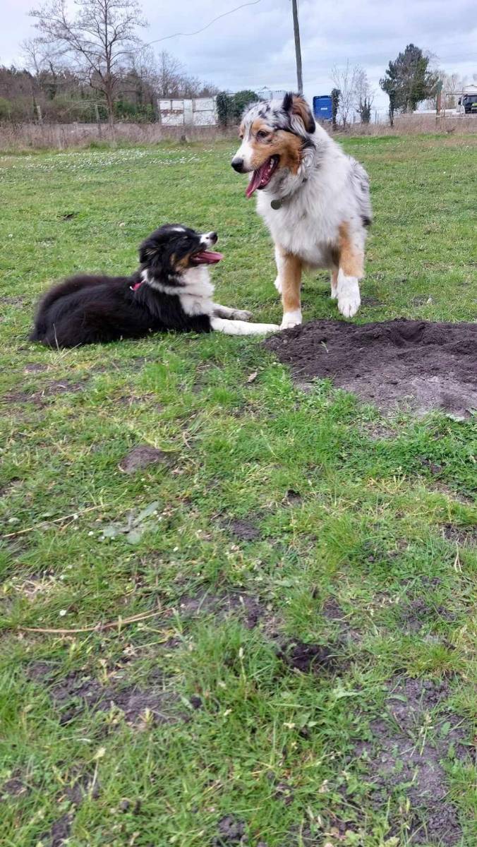 Bien socialiser son chiot