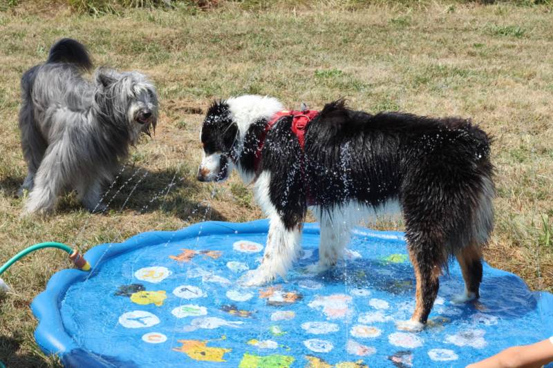 Parc d’activités unique pour chiens près de Bordeaux