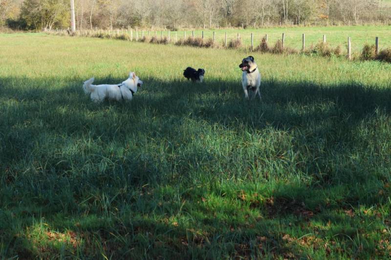 Les balades collectives : bien plus qu’une simple promenade