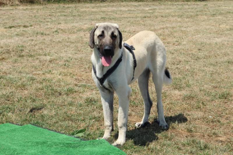 Parc d’activités unique pour chiens près de Bordeaux