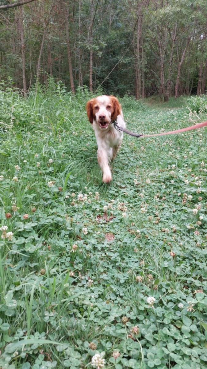 Garde de chien en journée à Bordeaux : offrez-lui confort, jeux et sécurité