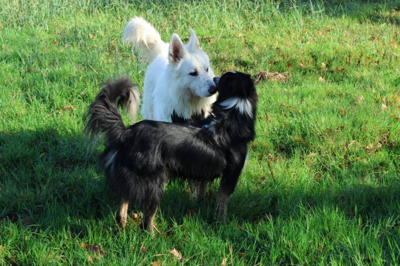Les balades collectives : bien plus qu’une simple promenade