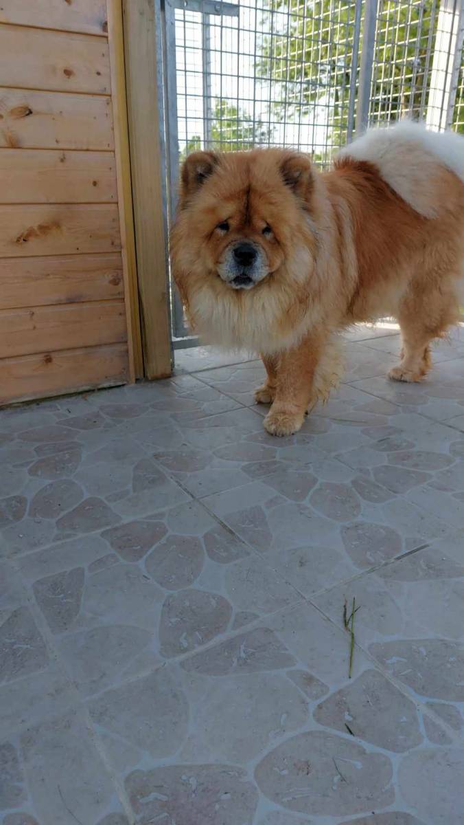 Brossage en pension canine