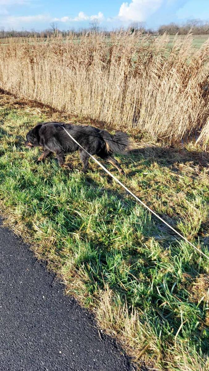 Promenade pendant un séjour a la pension canine