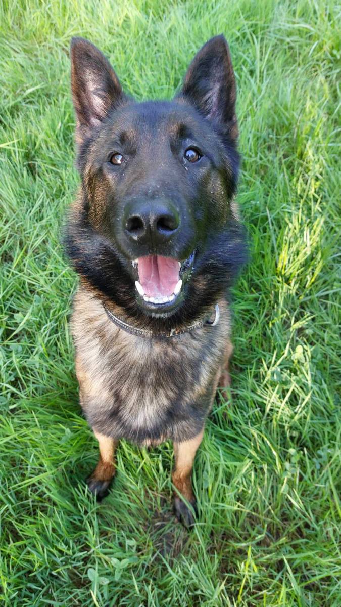 L'importance du renforcement positif 