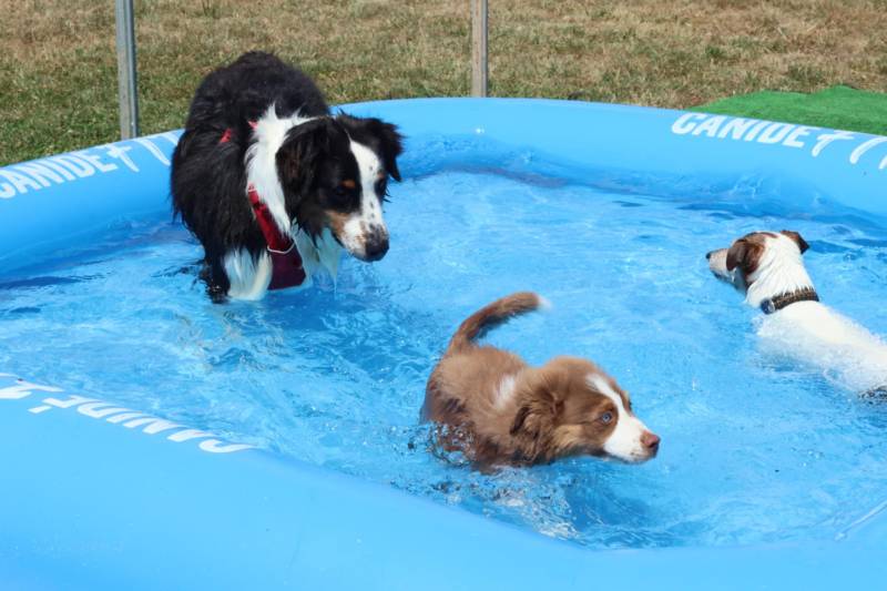 Parc d’activités unique pour chiens près de Bordeaux