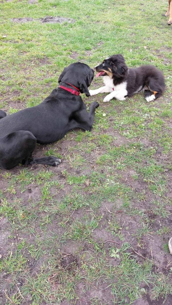 le jeux chez le jeune chien